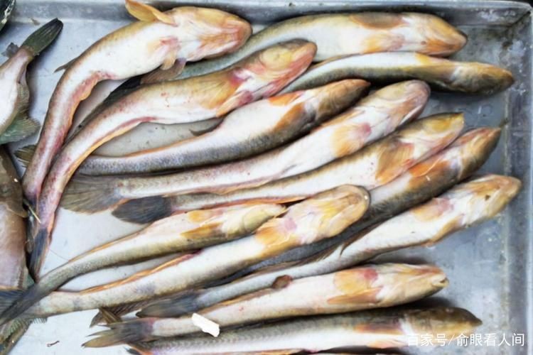 逛魚長什么樣子圖片 逛魚長什么樣子圖片 龍魚論壇 第15張