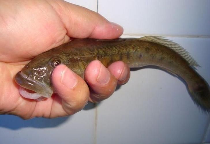 逛魚長什么樣子圖片 逛魚長什么樣子圖片 龍魚論壇 第19張