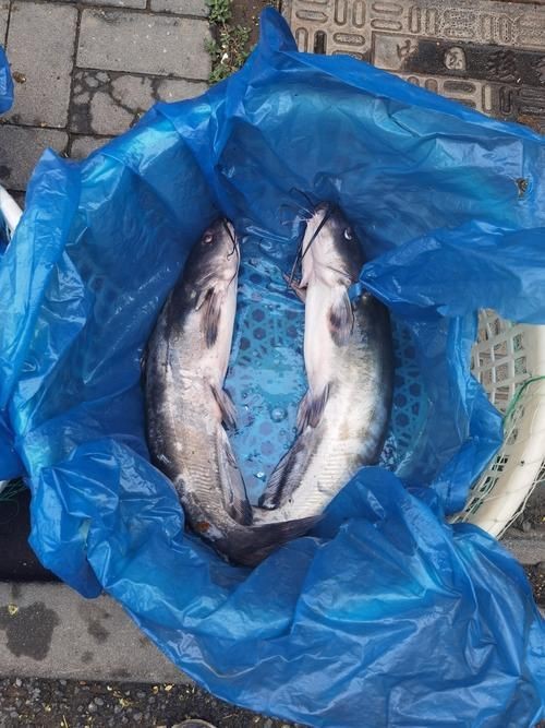 逛魚長什么樣子圖片 逛魚長什么樣子圖片 龍魚論壇 第20張
