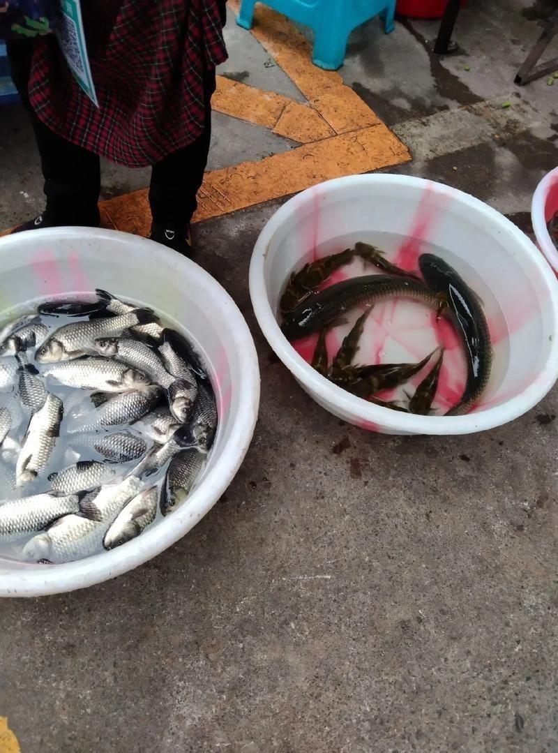 逛魚長什么樣子圖片 逛魚長什么樣子圖片 龍魚論壇 第22張