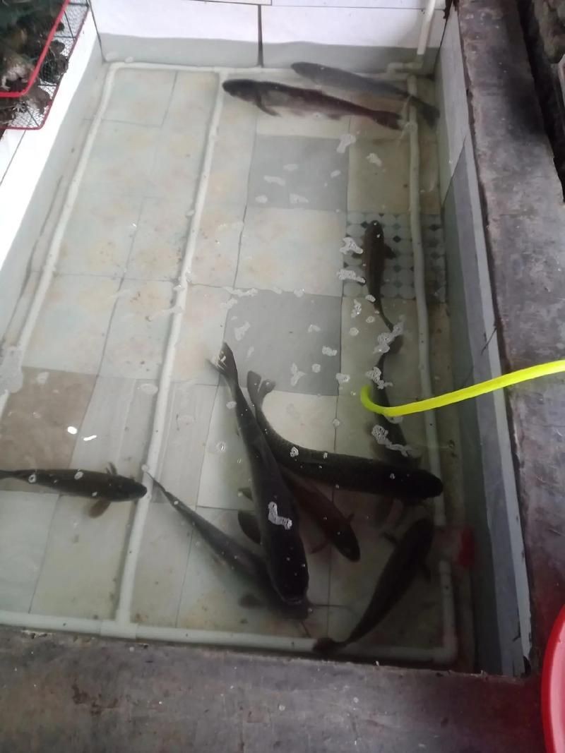 逛魚長什么樣子圖片 逛魚長什么樣子圖片 龍魚論壇 第23張