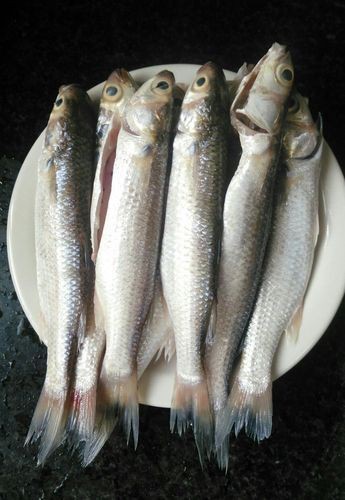 逛魚長什么樣子圖片 逛魚長什么樣子圖片 龍魚論壇 第24張