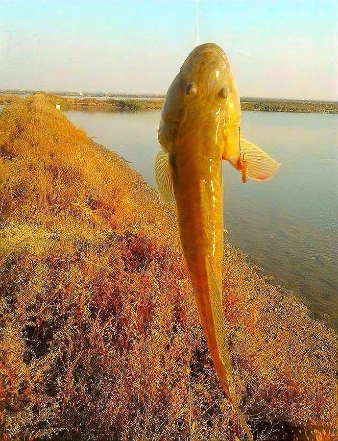 逛魚長什么樣子圖片 逛魚長什么樣子圖片 龍魚論壇 第28張