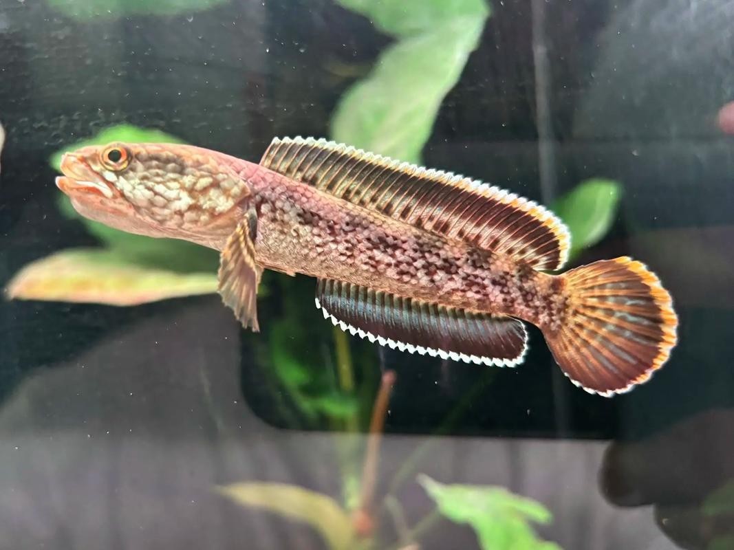 雷龍魚用什么燈好看