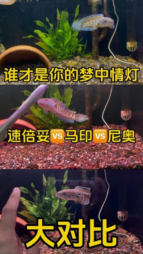 雷龍魚用什么燈好看