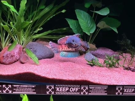 雷龍魚用什么燈好看