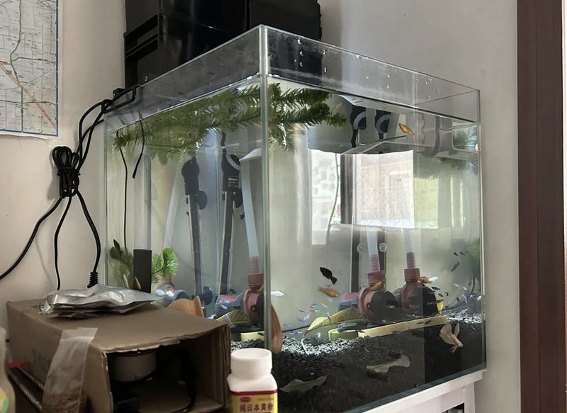 40的缸養一條魚養什么