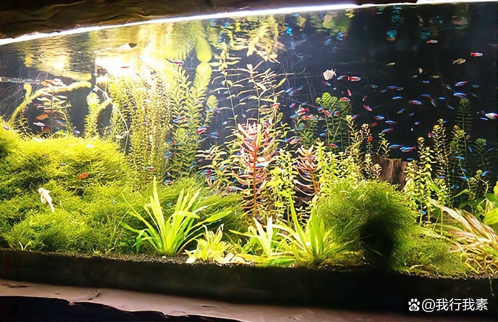 40的缸養一條魚養什么