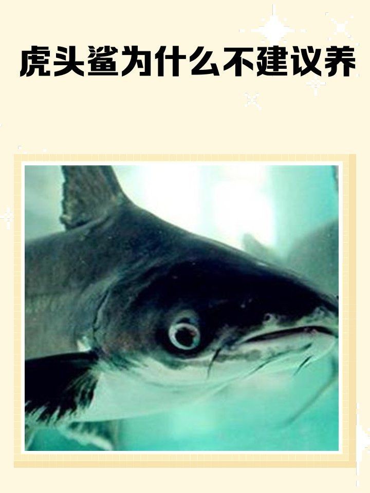 虎頭鯊為什么不建議養