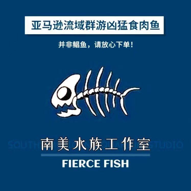 紅尾海象