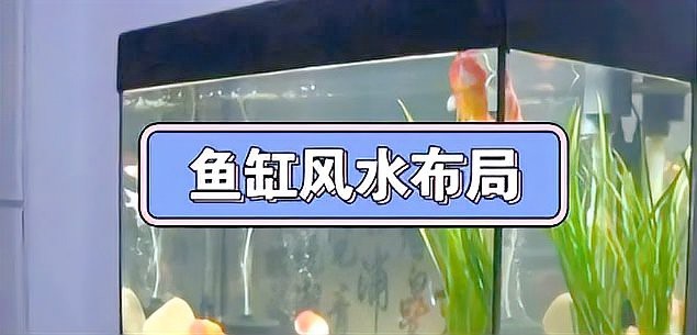 龍魚缸擺放大忌 龍魚缸擺放大忌 龍魚論壇 第1張