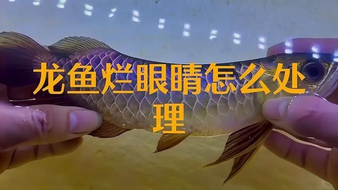 龍魚眼睛爛了一個(gè)窟窿怎么辦