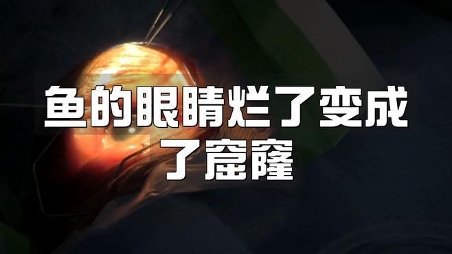 龍魚眼睛爛了一個(gè)窟窿怎么辦