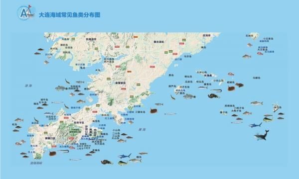 紅頭魚最大多少斤一條 紅頭魚最大多少斤一條 龍魚論壇 第2張