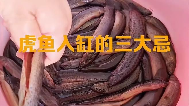 虎魚一般入缸多久穩定