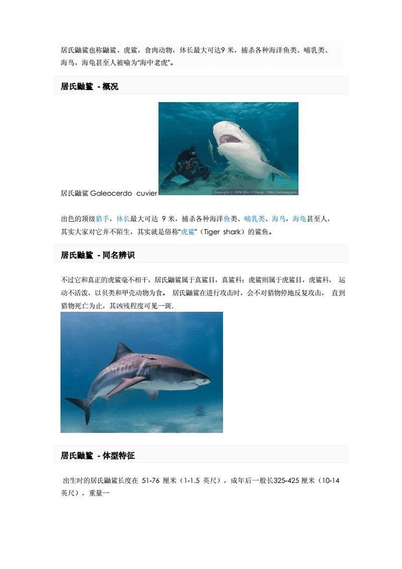 海老虎和鯊魚的區(qū)別 龍魚論壇 第4張 海老虎和鯊魚的區(qū)別 海老虎和鯊魚的區(qū)別 龍魚論壇 第4張