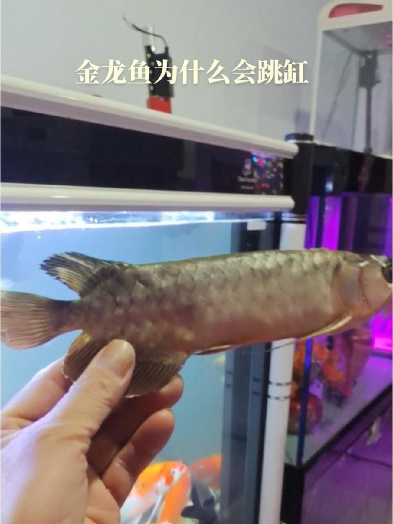 金龍魚跳缸后還有救嗎？