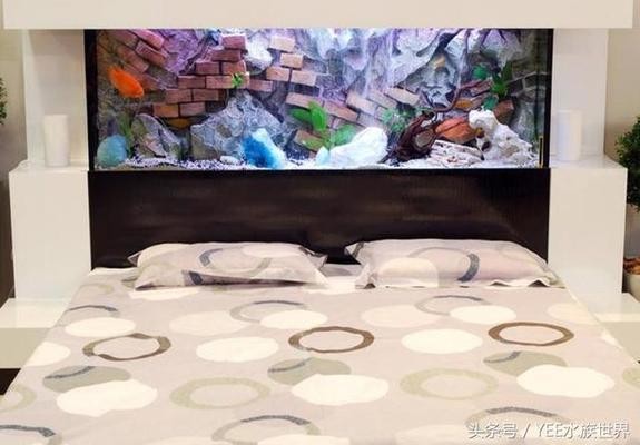 龍魚缸水質要求（關于龍魚缸水質的幾個關鍵要求）