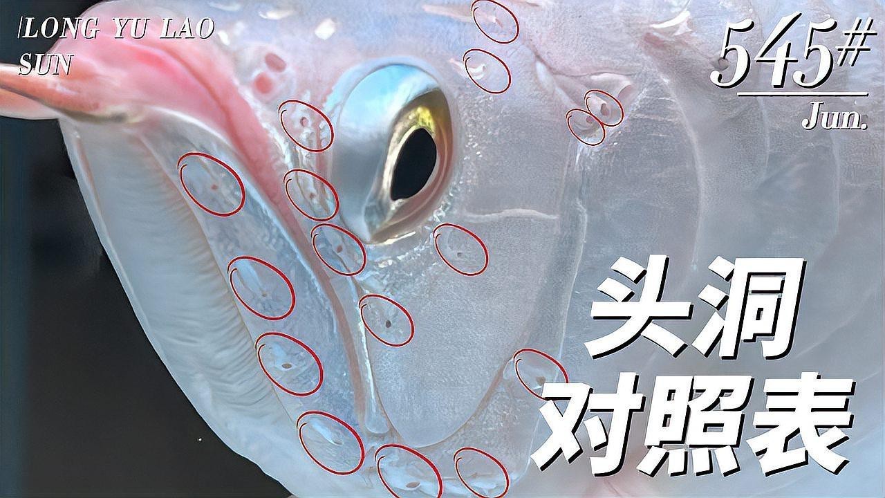 老孫養(yǎng)龍魚有哪些經(jīng)典案例？ 老孫養(yǎng)龍魚有哪些經(jīng)典案例？ 龍魚論壇 第4張