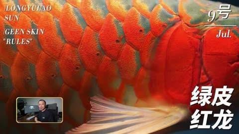 老孫養(yǎng)龍魚有哪些經(jīng)典案例？ 老孫養(yǎng)龍魚有哪些經(jīng)典案例？ 龍魚論壇 第2張