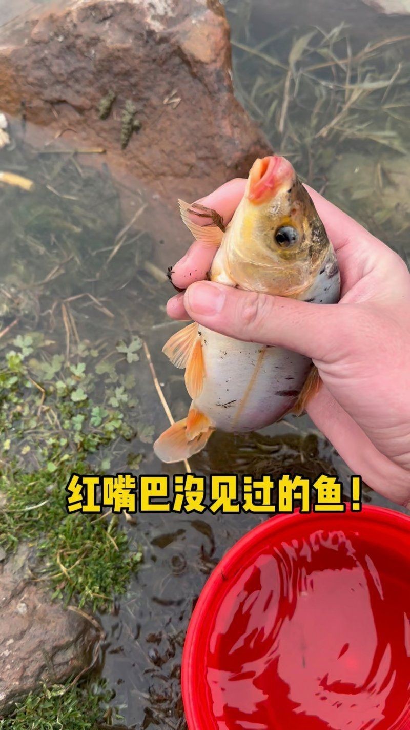 紅嘴巴魚網(wǎng)絡(luò)用語 紅嘴巴魚網(wǎng)絡(luò)用語 龍魚論壇 第5張
