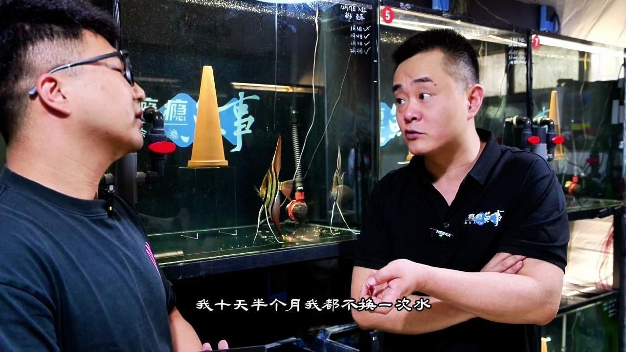 紅背埃及神仙魚好養(yǎng)嗎