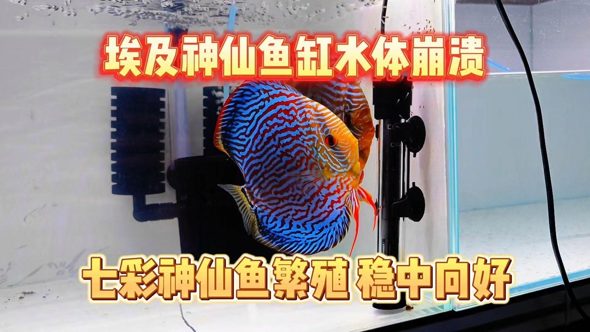 如何判斷魚爛尾是否好轉(zhuǎn)，如何判斷龍魚是否營養(yǎng)不良？