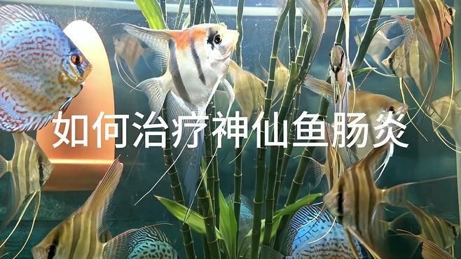 如何判斷龍魚和鸚鵡魚是否需要補光，怎樣判斷龍魚和鸚鵡魚是否需要補光？