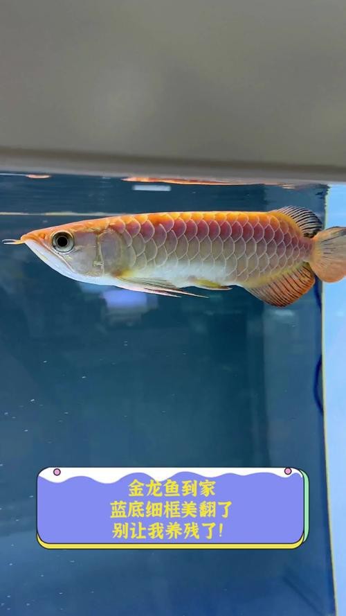 藍底金龍魚長大過程圖 藍底金龍魚長大過程圖 龍魚論壇 第7張