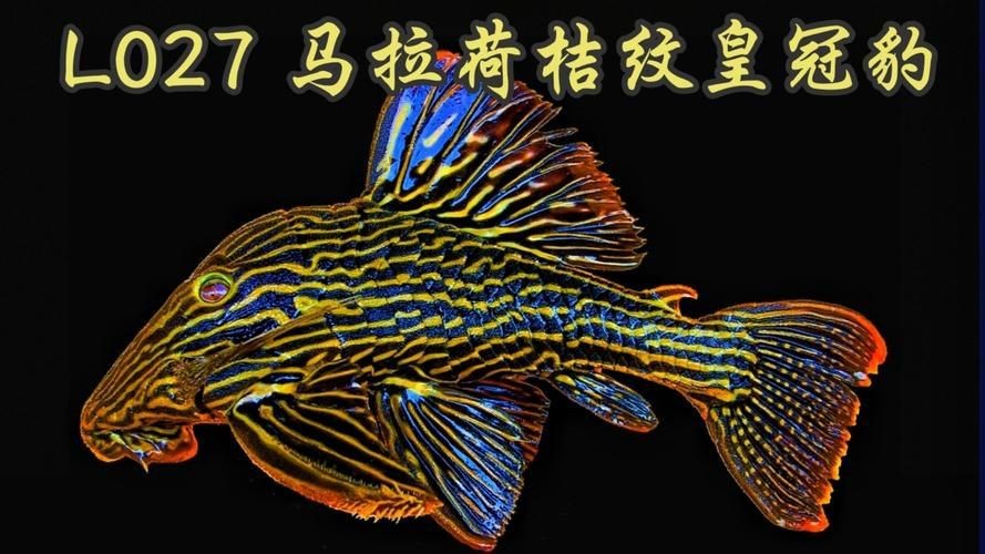 皇冠豹的圖片及價(jià)格