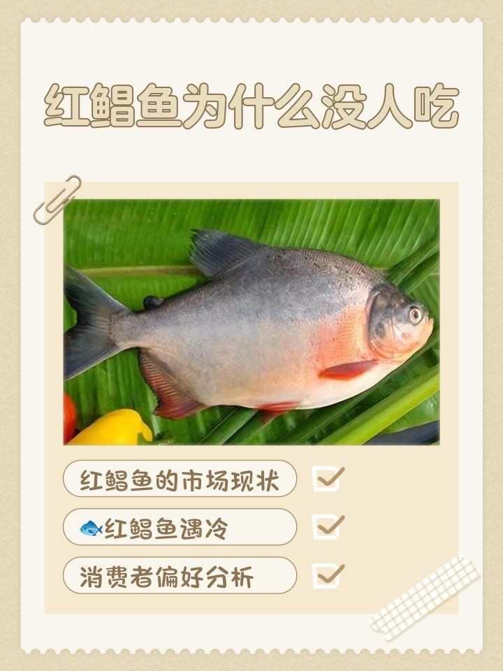 紅鯧魚為什么很少人買 紅鯧魚為什么很少人買 龍魚論壇 第6張