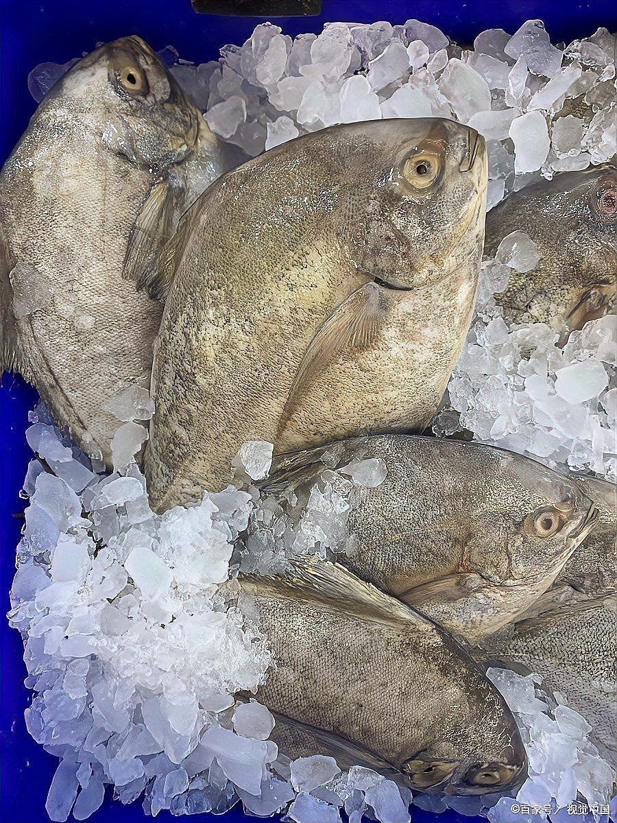 紅鯧魚為什么很少人買 紅鯧魚為什么很少人買 龍魚論壇 第10張