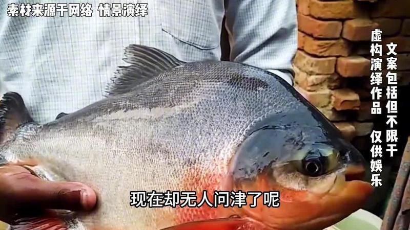 紅鯧魚為什么很少人買 紅鯧魚為什么很少人買 龍魚論壇 第16張