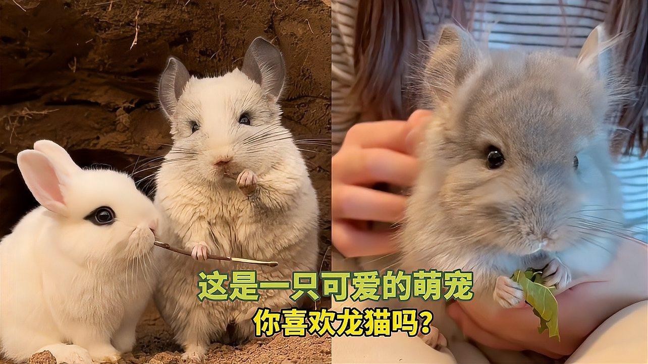 龍貓多久會(huì)適應(yīng)新伙伴？