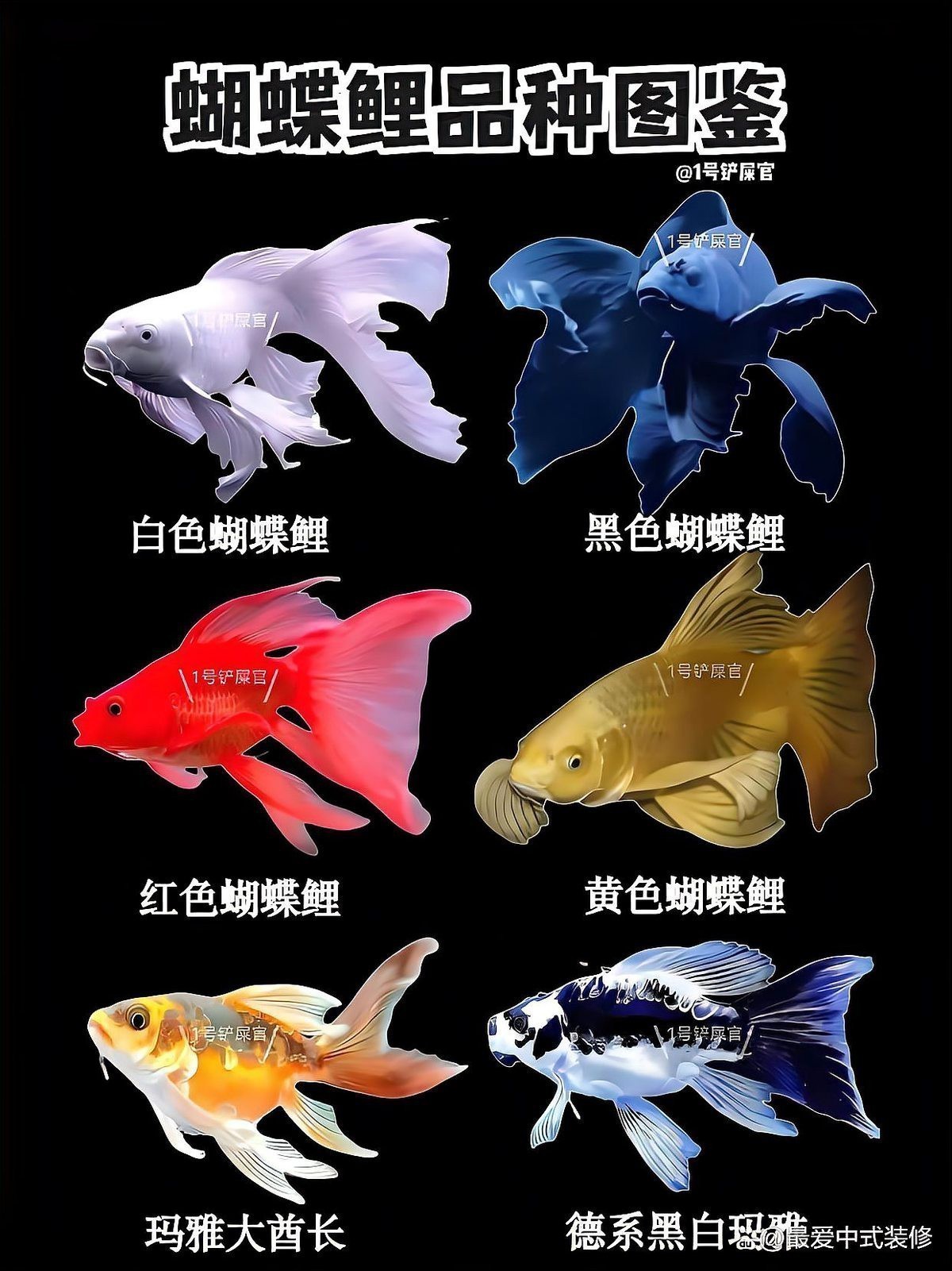 返祖蝴蝶鯉長大的樣子 返祖蝴蝶鯉長大的樣子 龍魚論壇 第5張