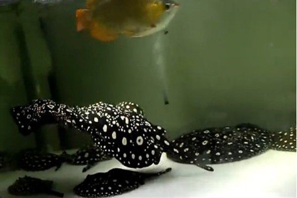 魟魚懷孕要生了
