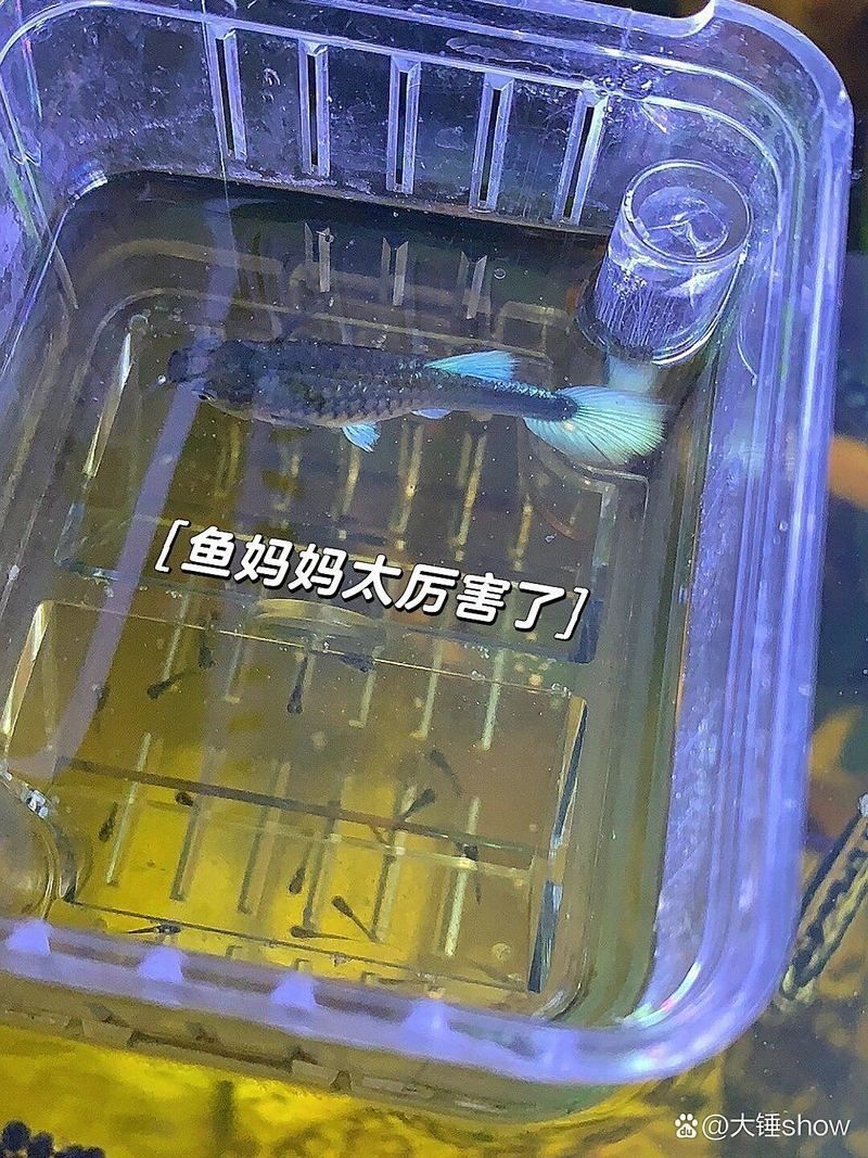 魟魚懷孕要生了 魟魚懷孕要生了 龍魚論壇 第7張
