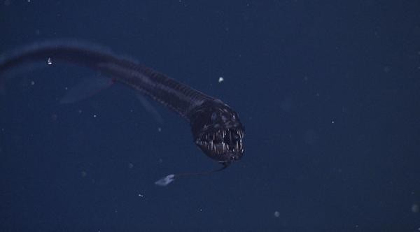 黑色的大魚叫什么龍魚圖片