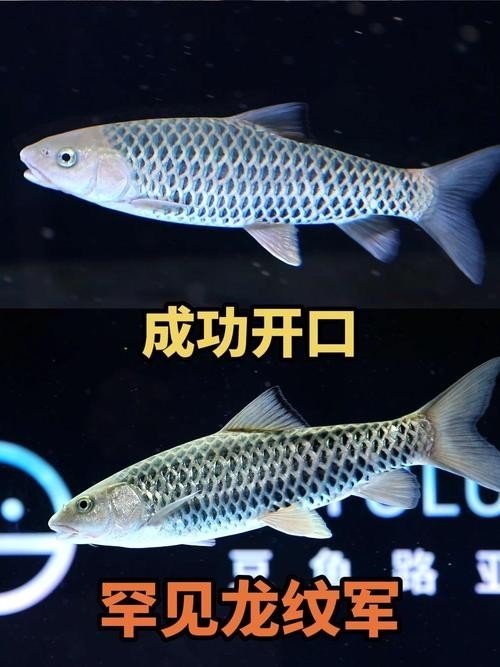 黑色的大魚叫什么龍魚圖片