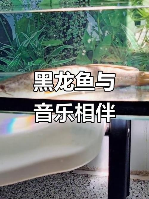 黑色的大魚叫什么龍魚圖片