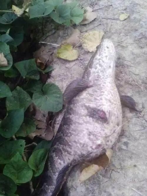 黑色的大魚叫什么龍魚圖片
