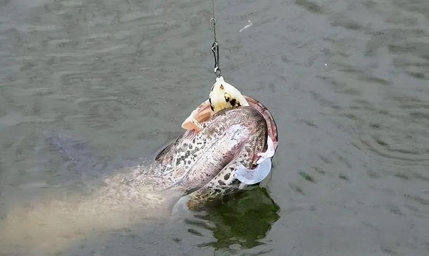 黑色的大魚叫什么龍魚圖片