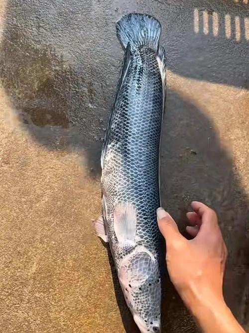 黑色的大魚叫什么龍魚圖片