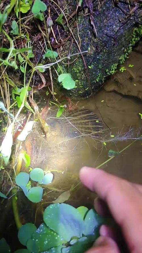 黑色的大魚叫什么龍魚圖片