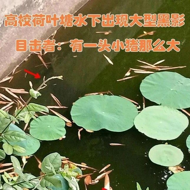 黑色的大魚叫什么龍魚圖片