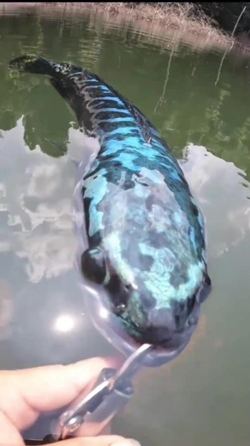 黑色的大魚叫什么龍魚圖片