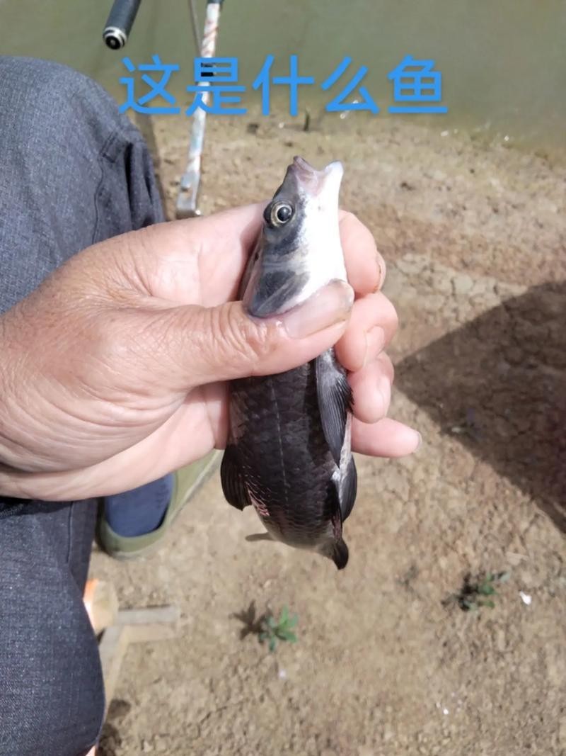 黑色的大魚叫什么龍魚圖片