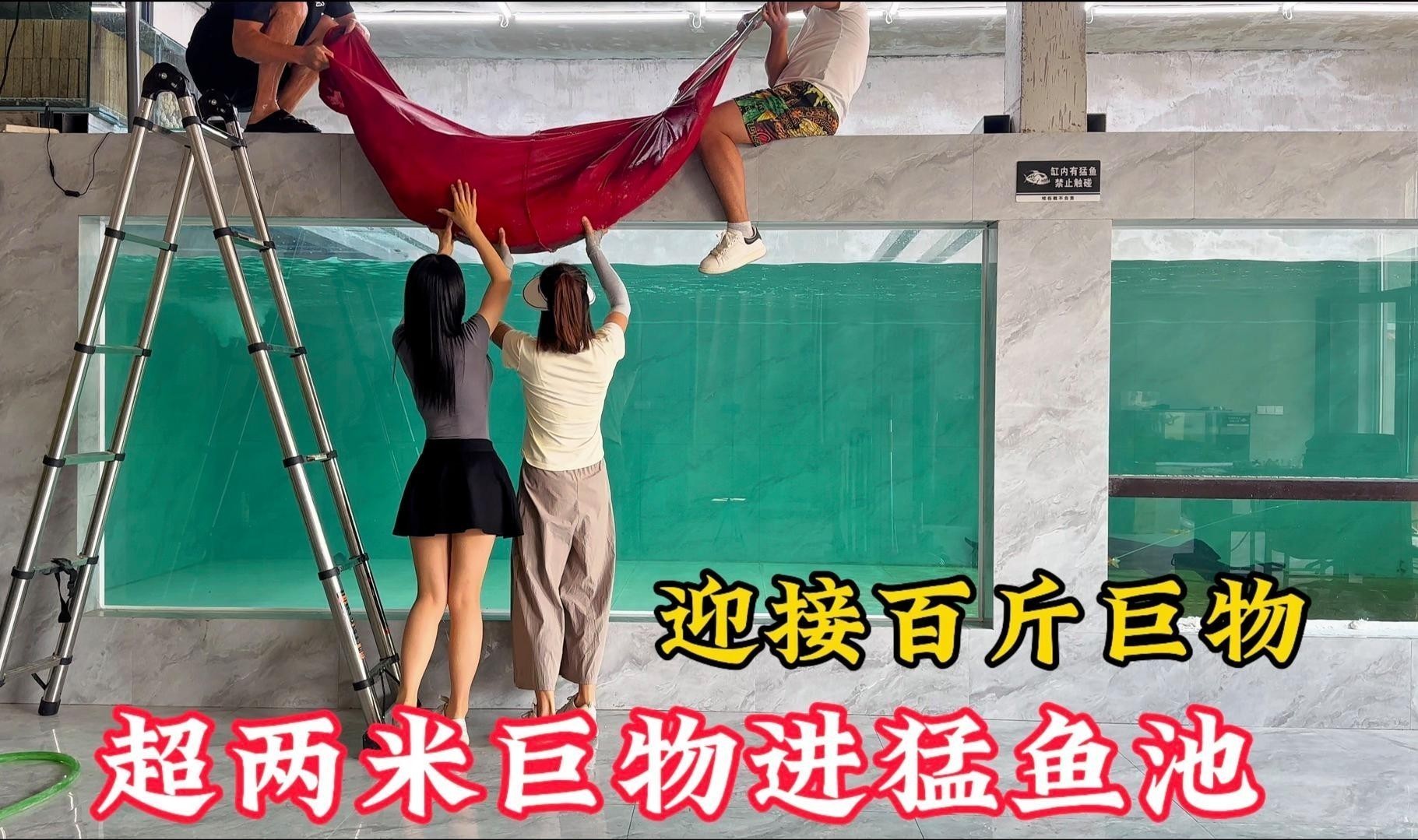 龍龍養魚視頻有哪些經典場景？