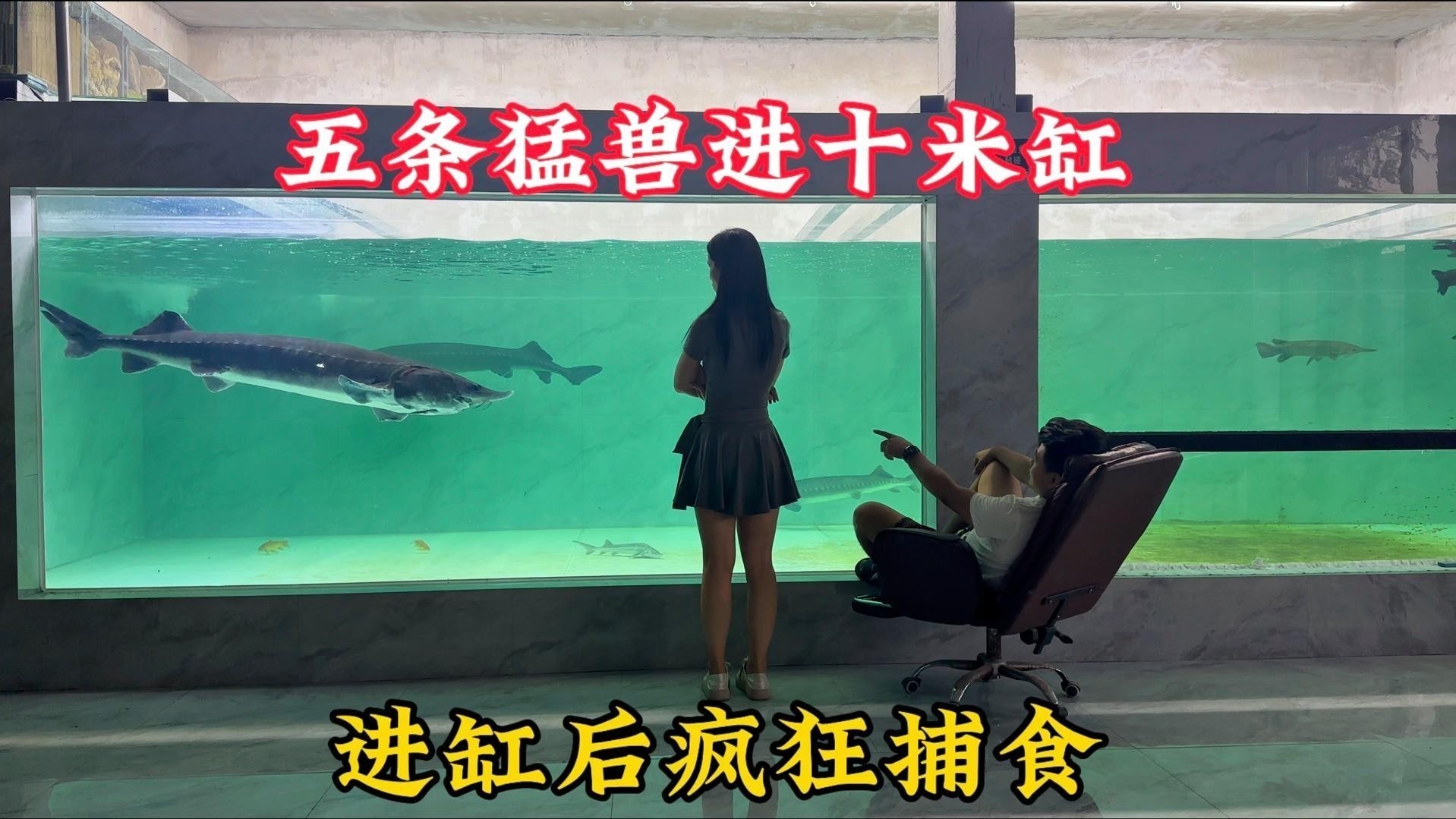 龍龍養魚視頻有哪些經典場景？