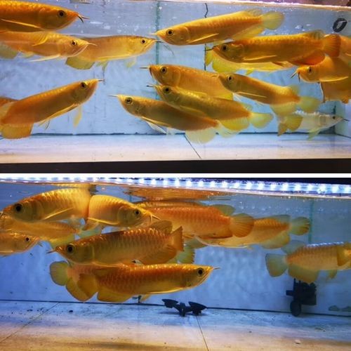 24k金龍魚圖片大全